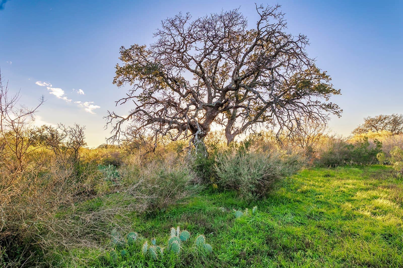 58 acres in McCulloch County - photo 5