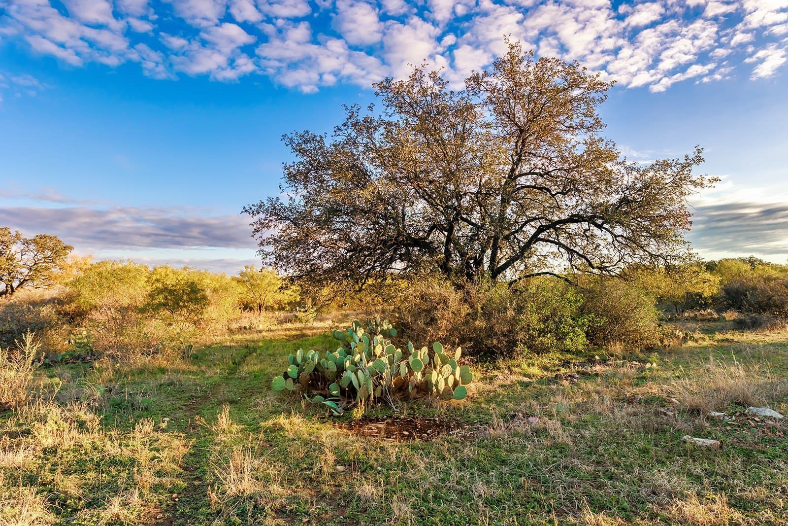 58 acres in McCulloch County - photo 4