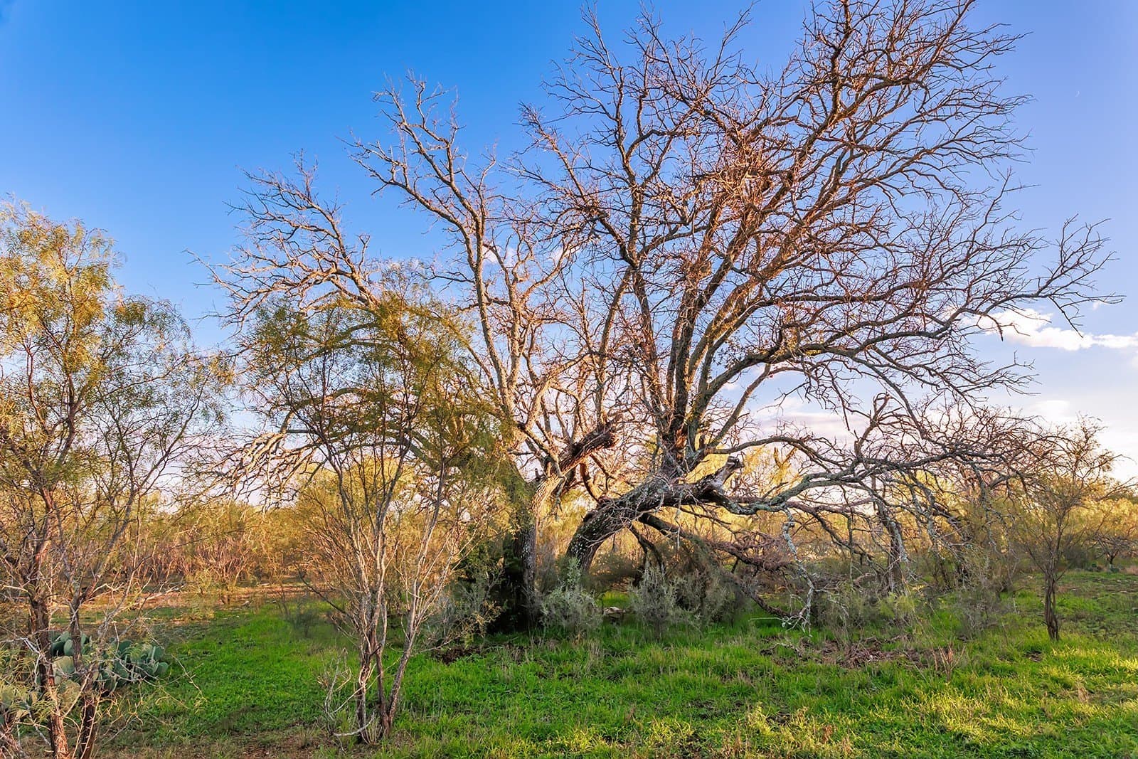 58 acres in McCulloch County - photo 7