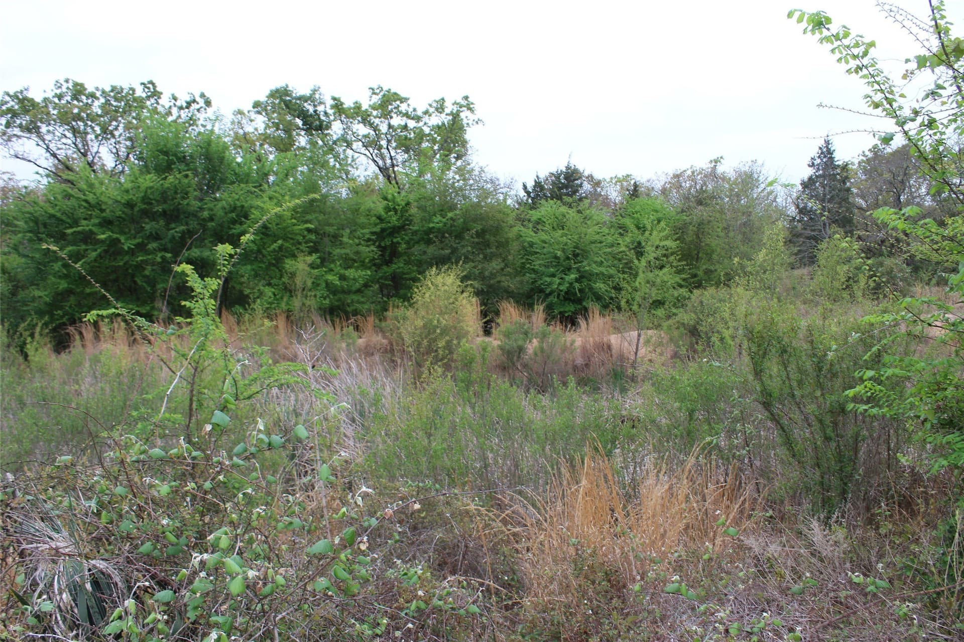 29.66 acres in Henderson County - photo 6