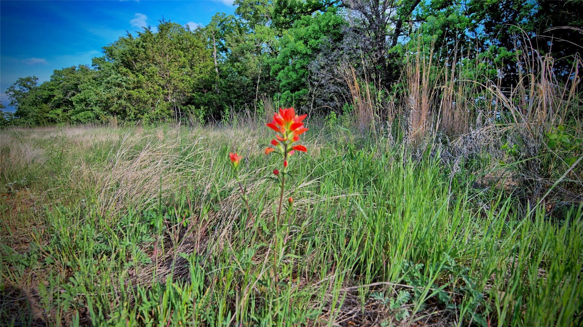 13.34 acres in Montague County - photo 14