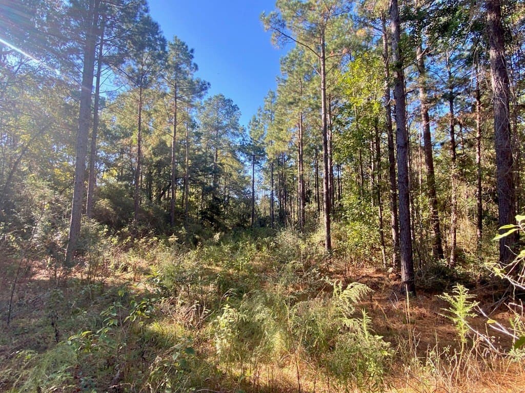23.31 acres in Texas County featured view