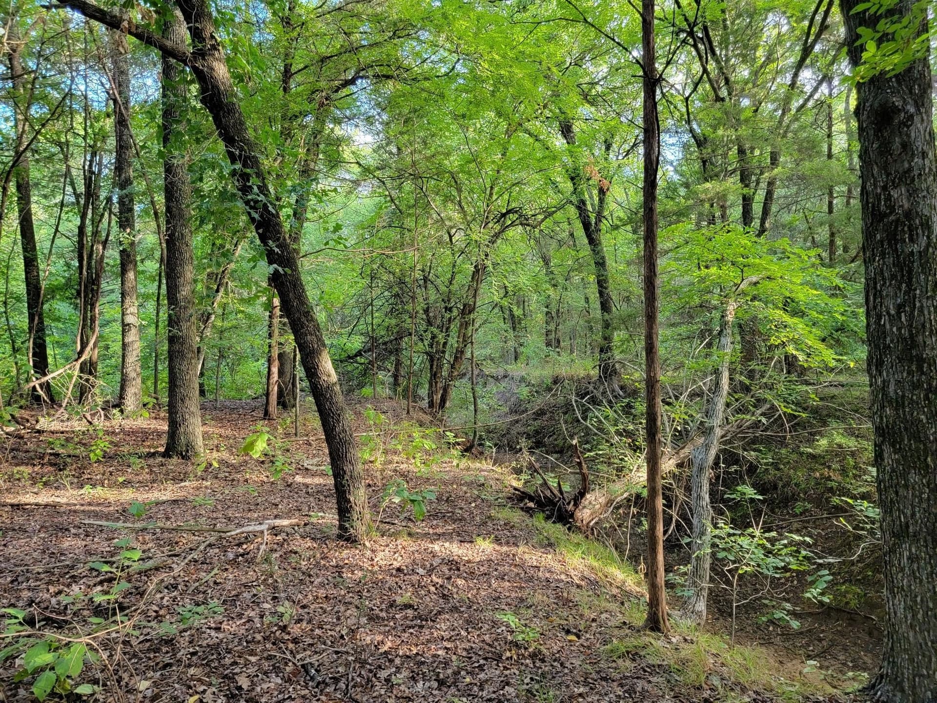 31 acres in Cooke County gallery image 2
