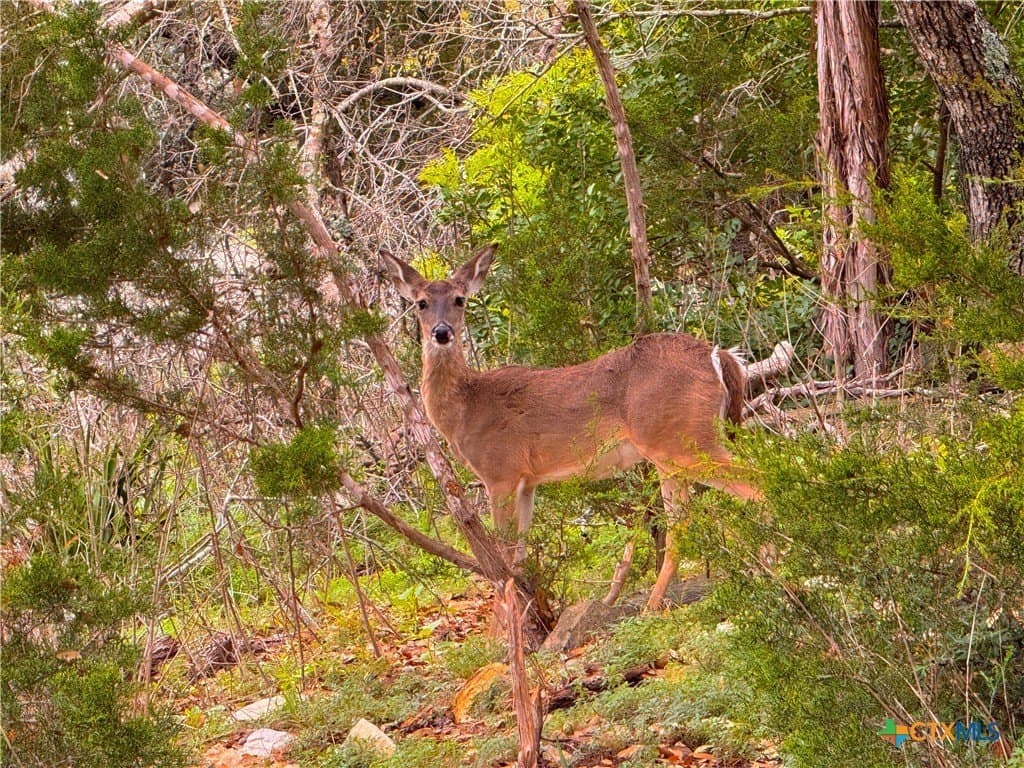 6.61 acres in Comal County - photo 9
