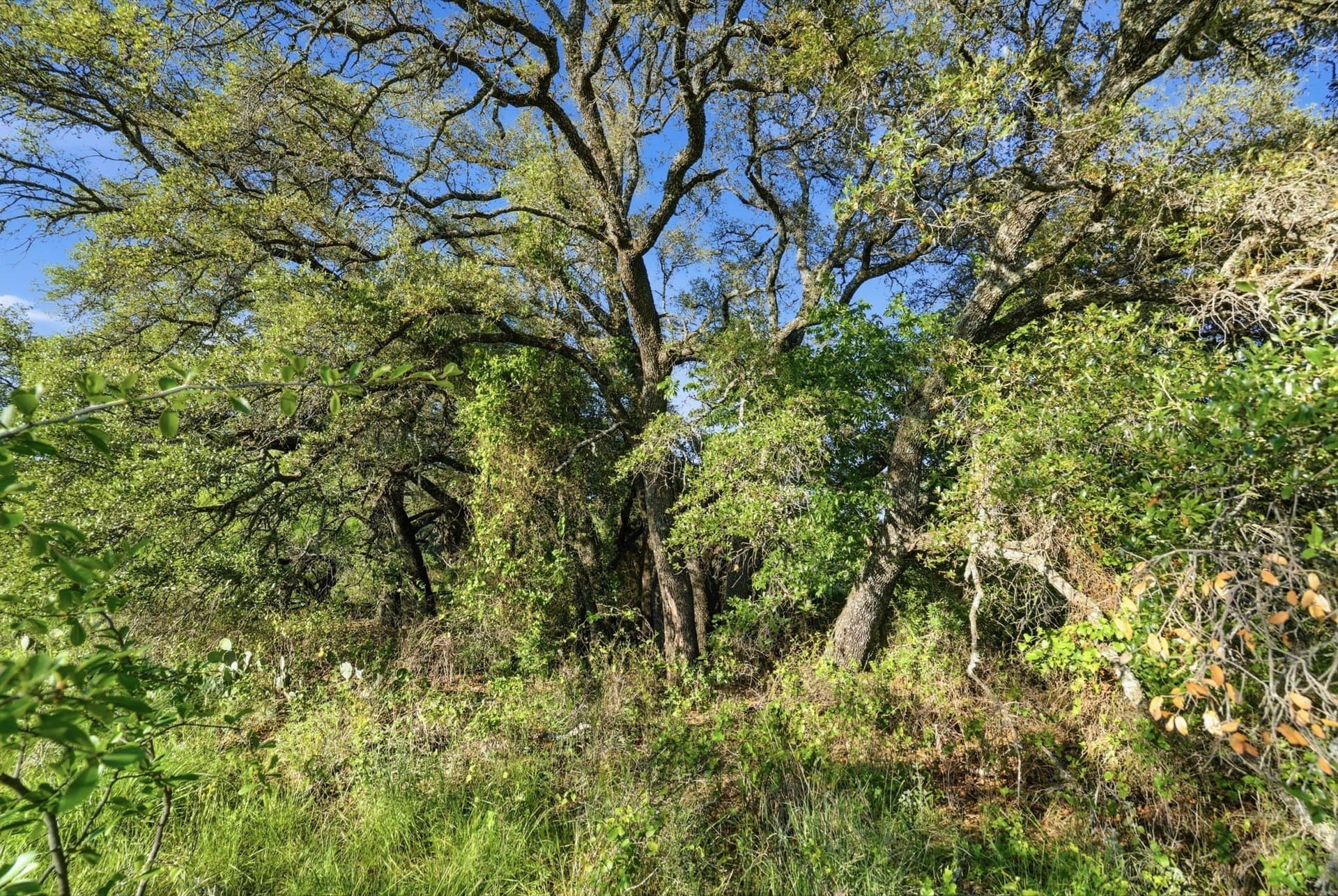 169.48 acres in Coleman County - photo 9