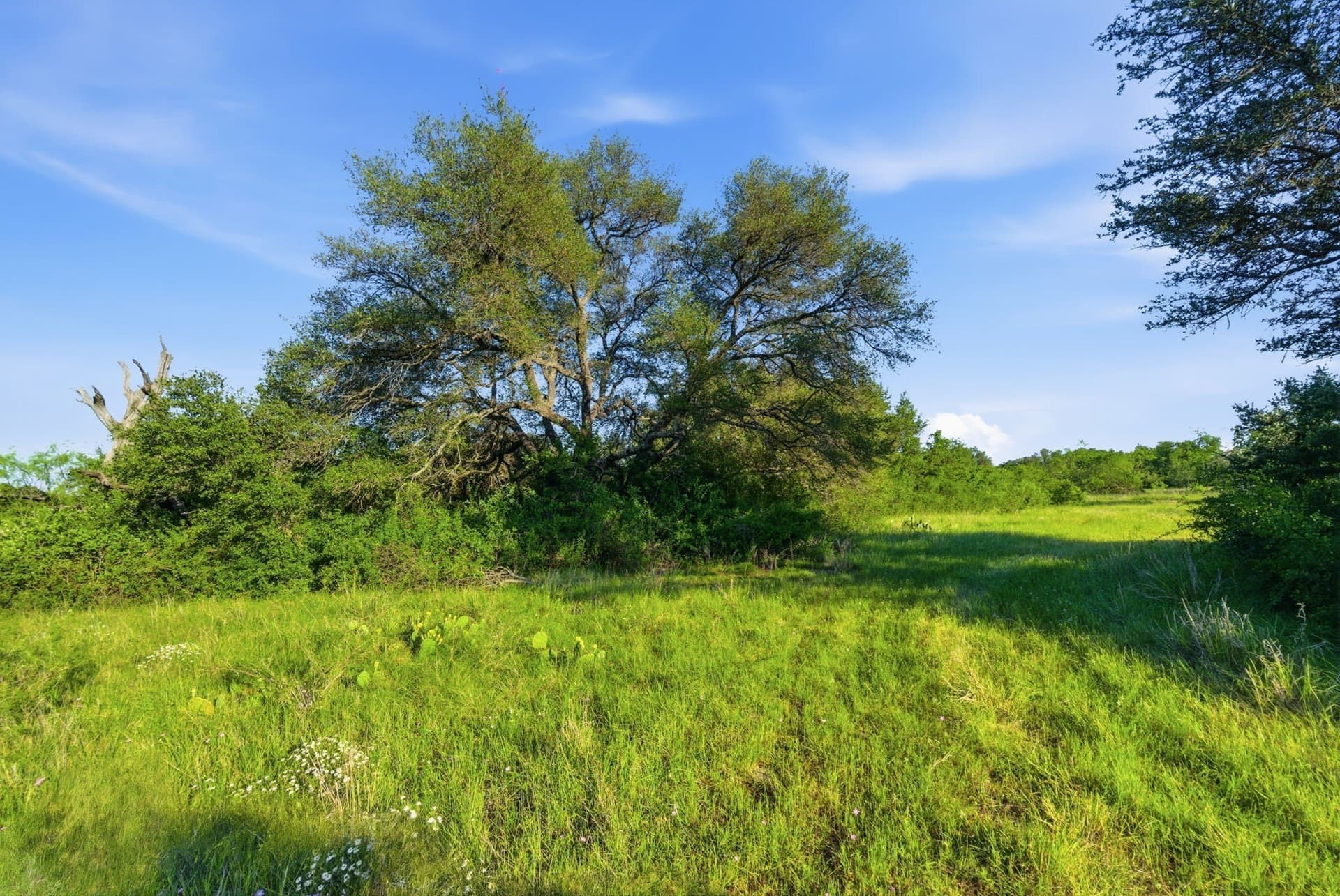 169.48 acres in Coleman County - photo 16