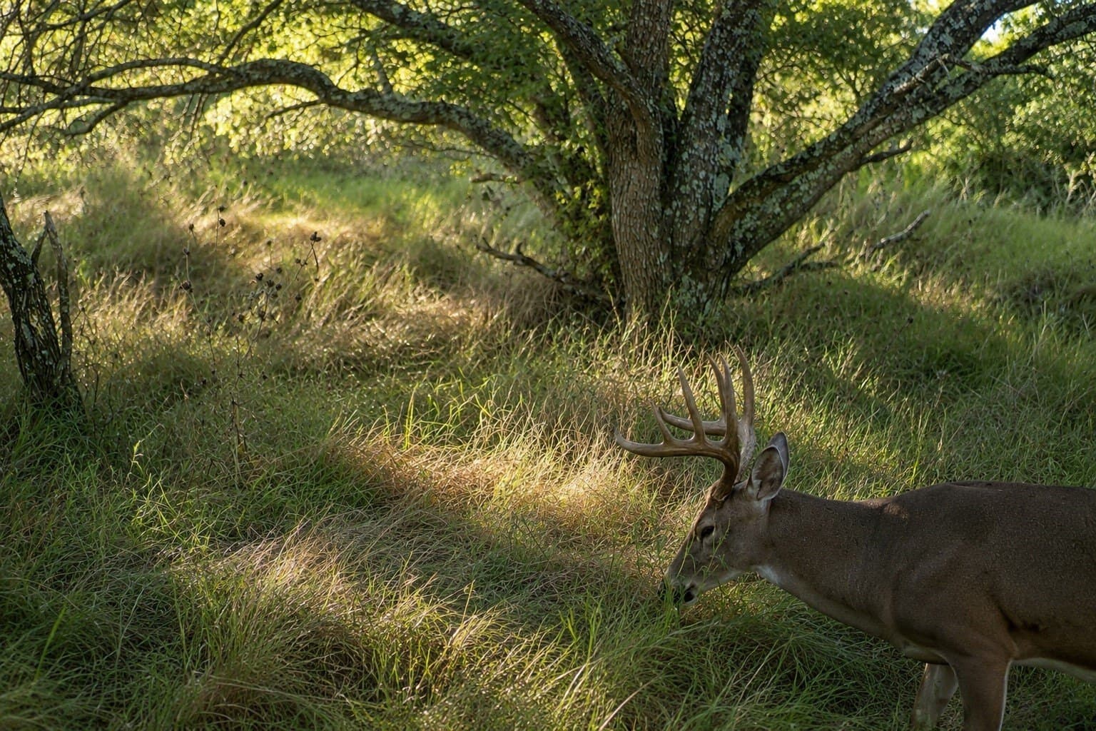 169.48 acres in Coleman County gallery image 2