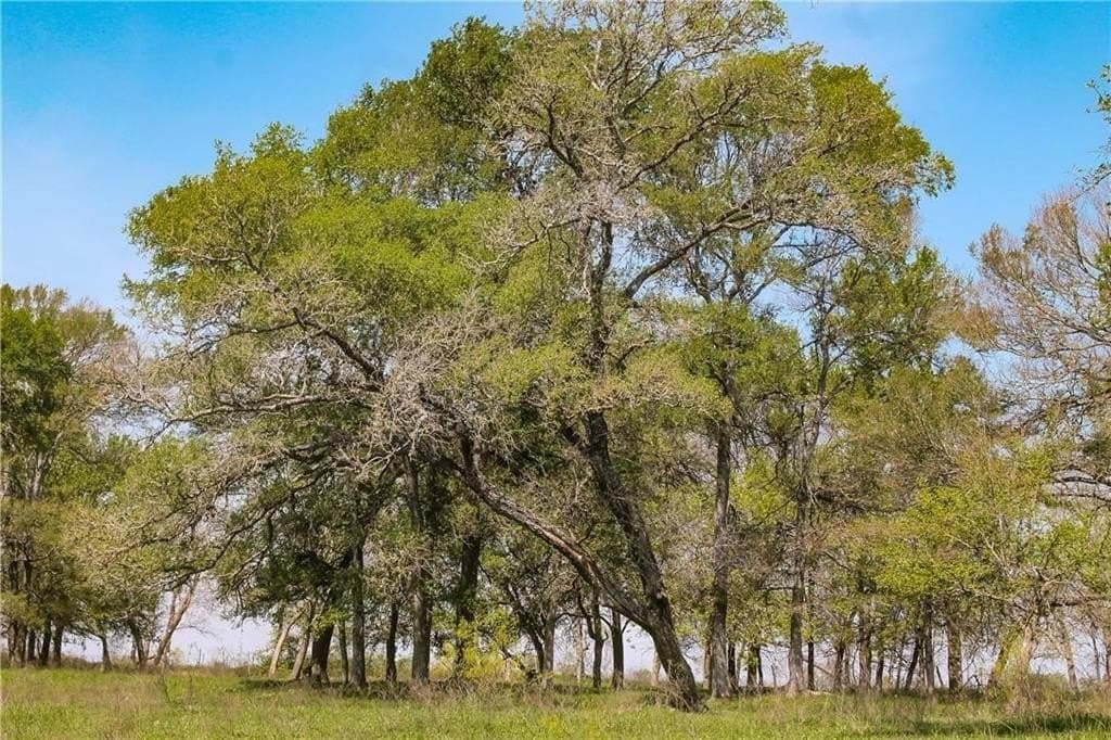 12 acres in Falls County featured view
