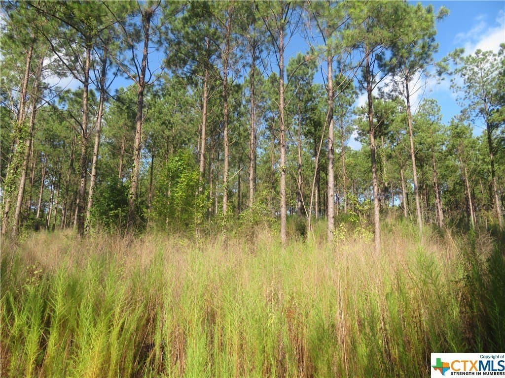 156.59 acres in Newton County gallery image 4