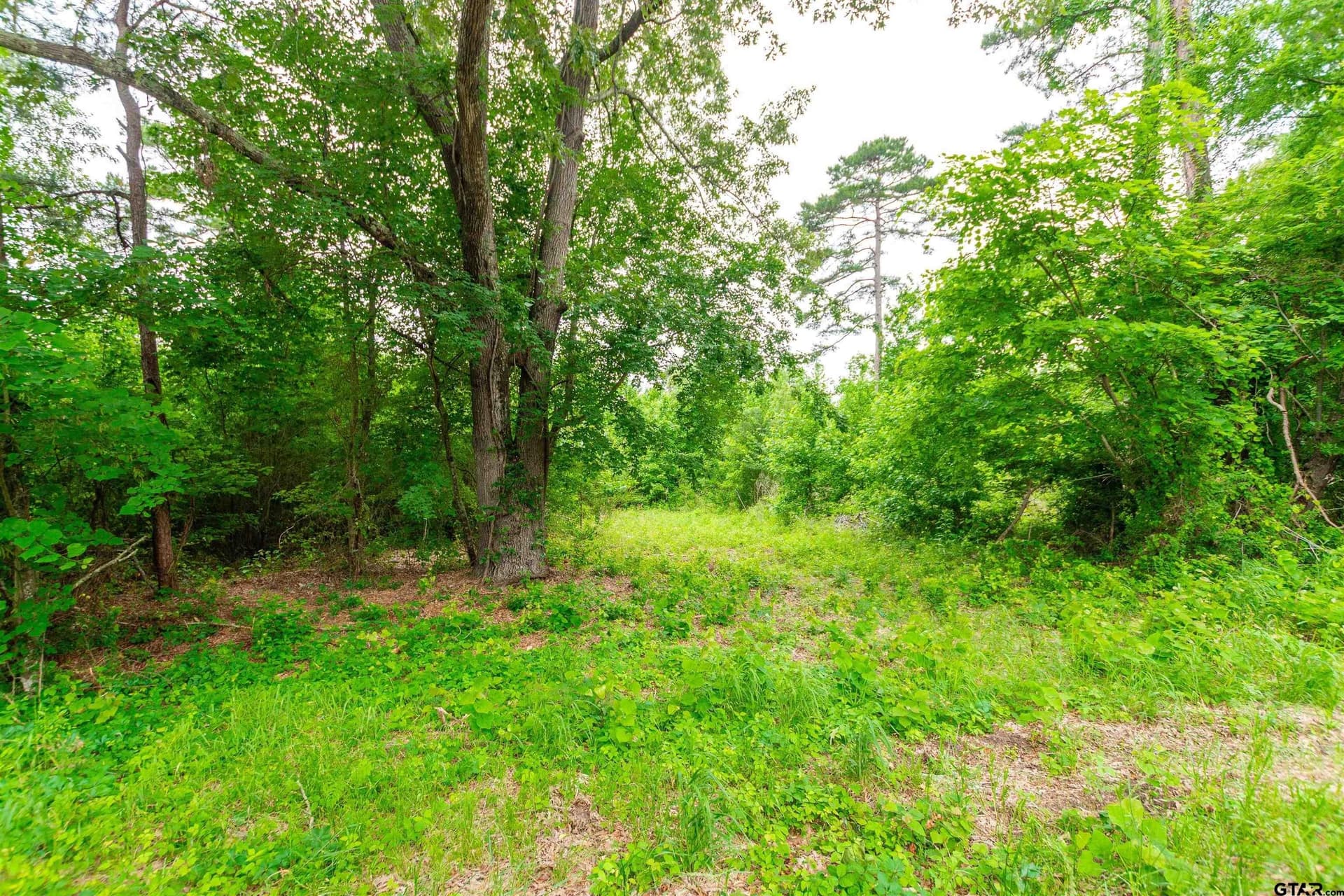 1.6 acres in Van Zandt County gallery image 3