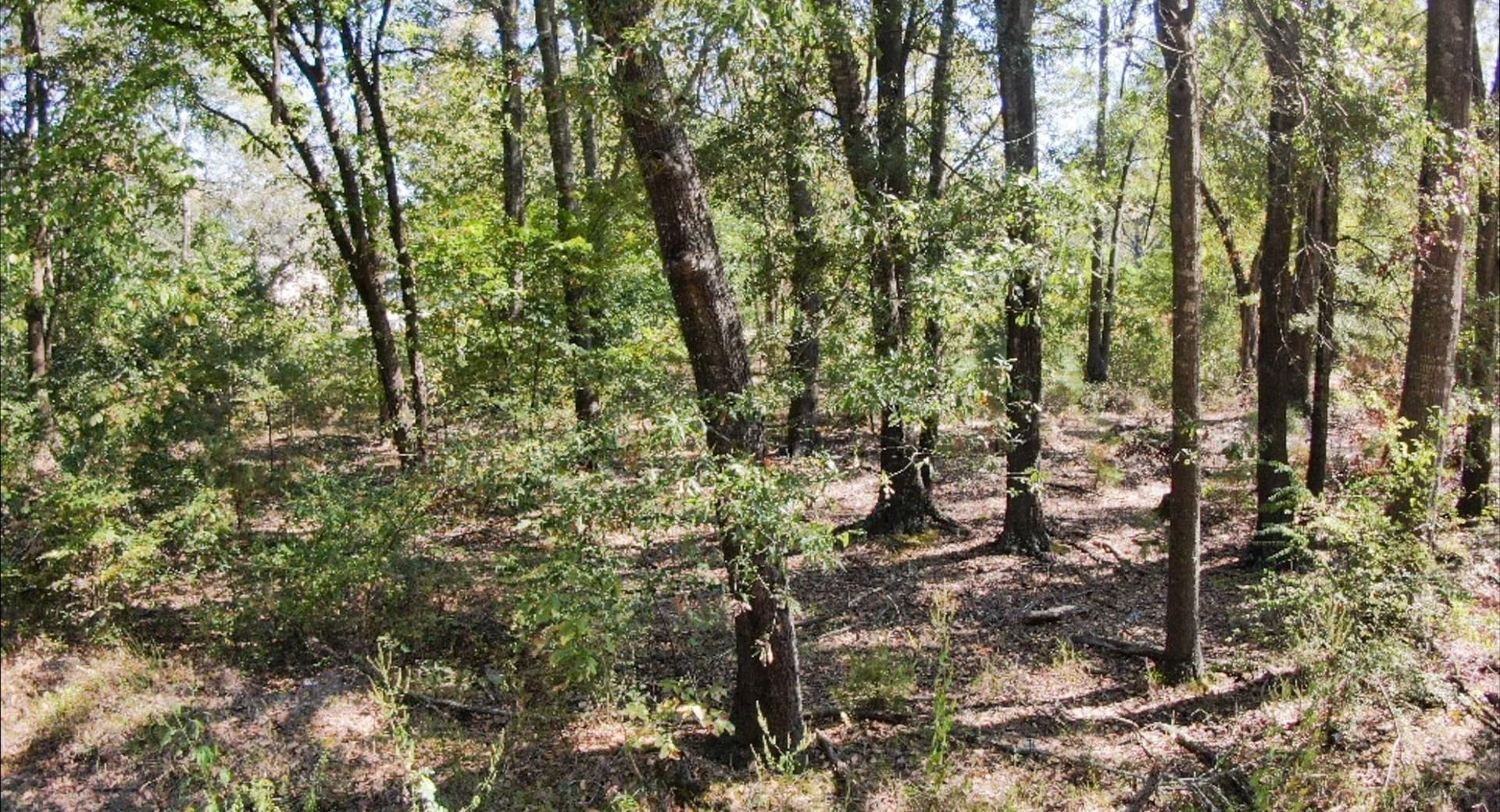 0.12 acres in Texas County gallery image 2