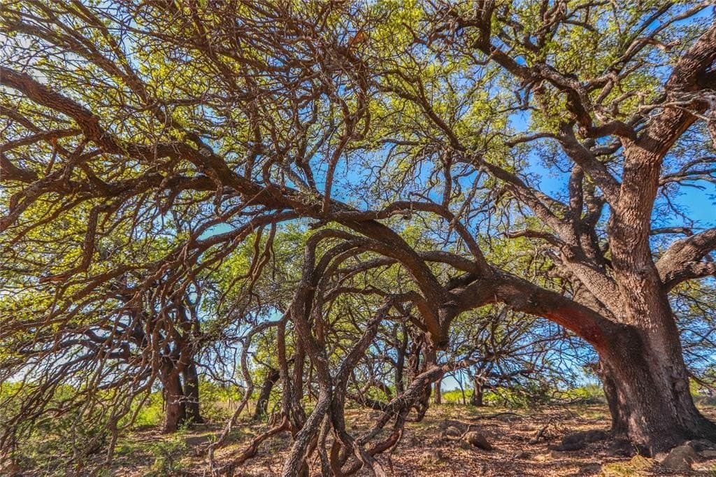 291 acres in Coleman County gallery image 3