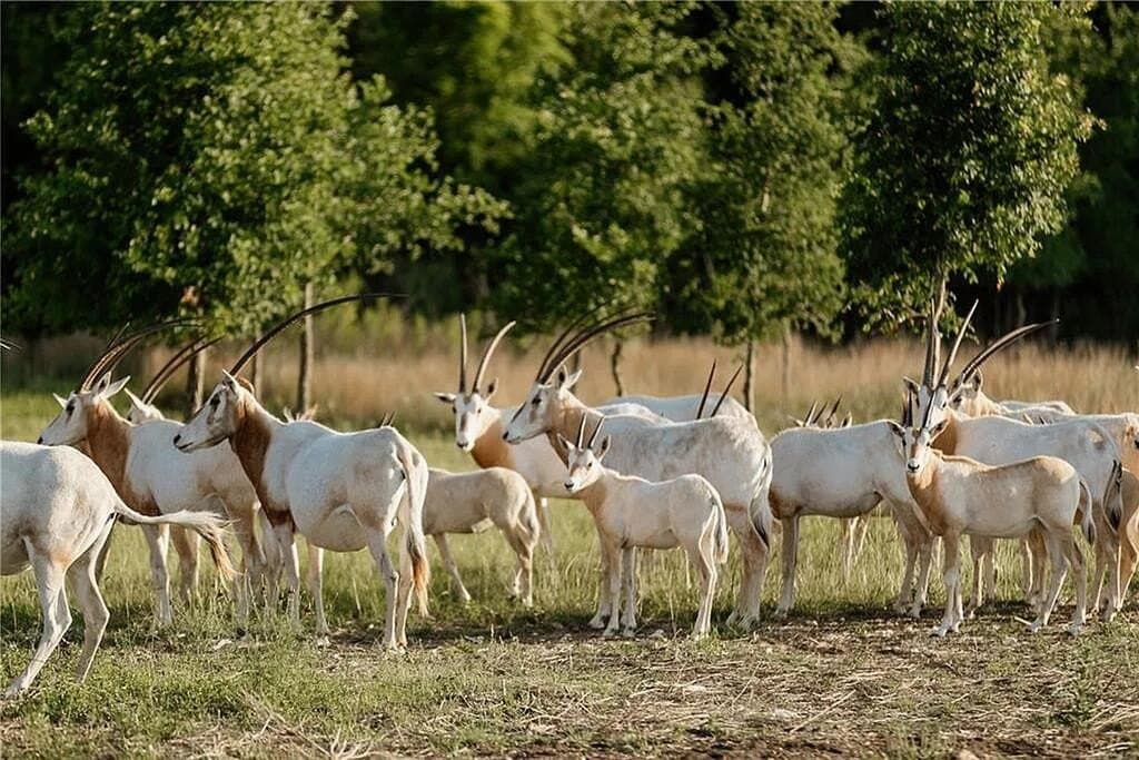 6.05 acres in Blanco County - photo 8