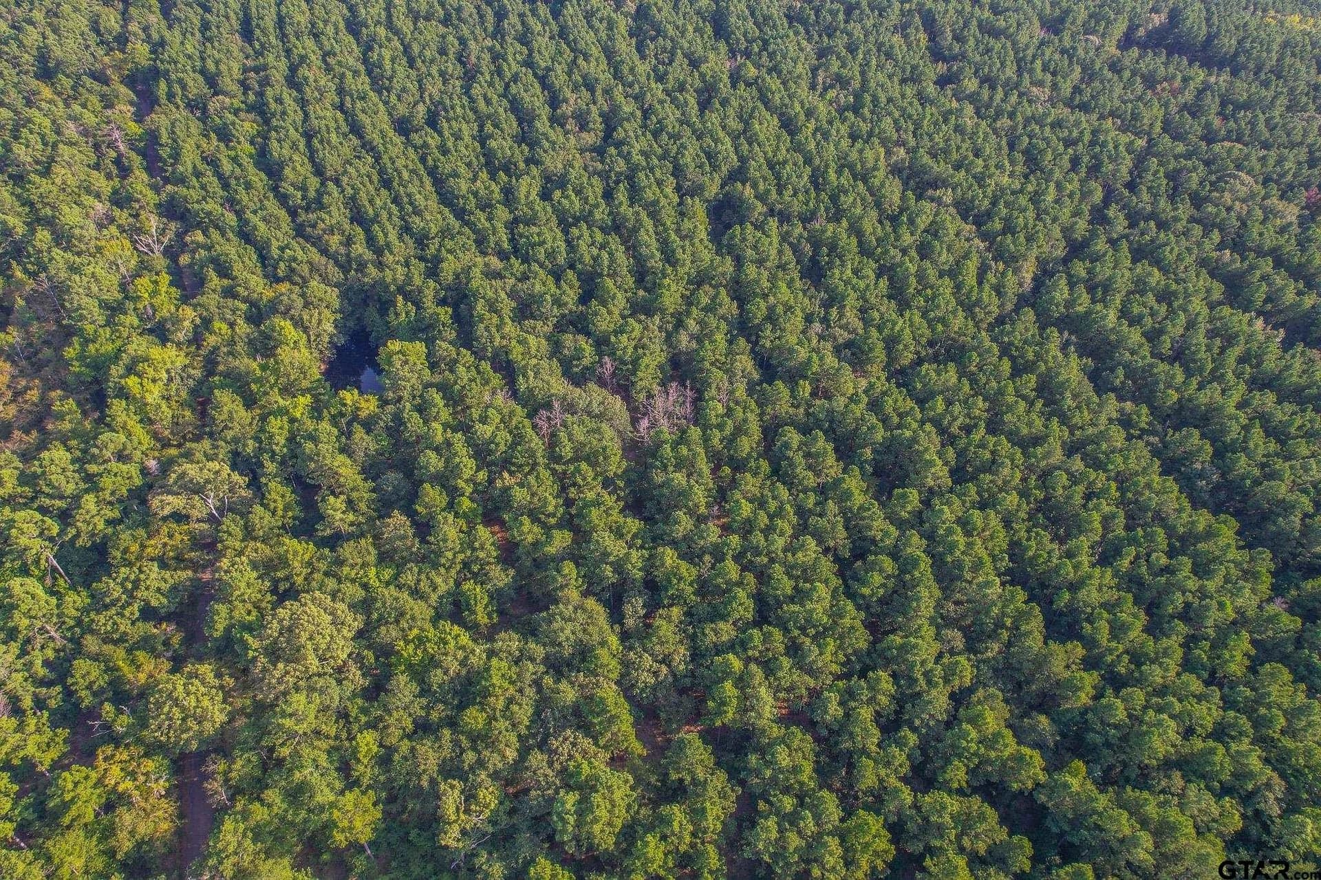 32 acres in Henderson County - photo 3
