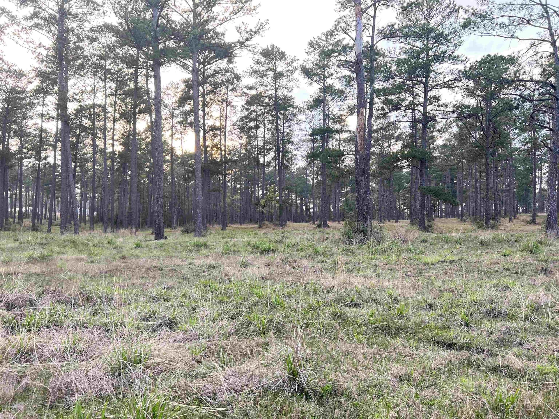 2.15 acres in Texas County - photo 6
