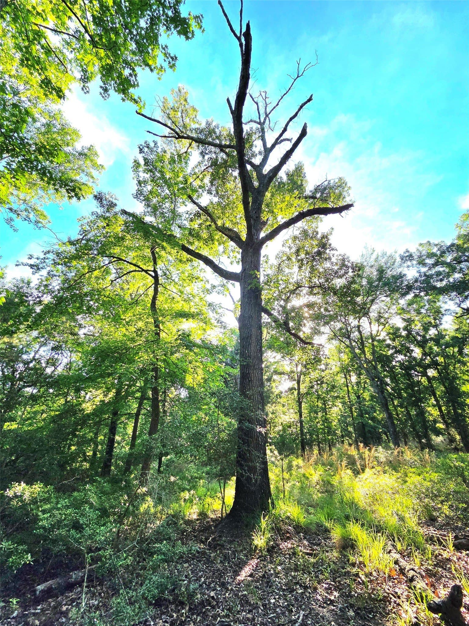 2.09 acres in Henderson County - photo 8