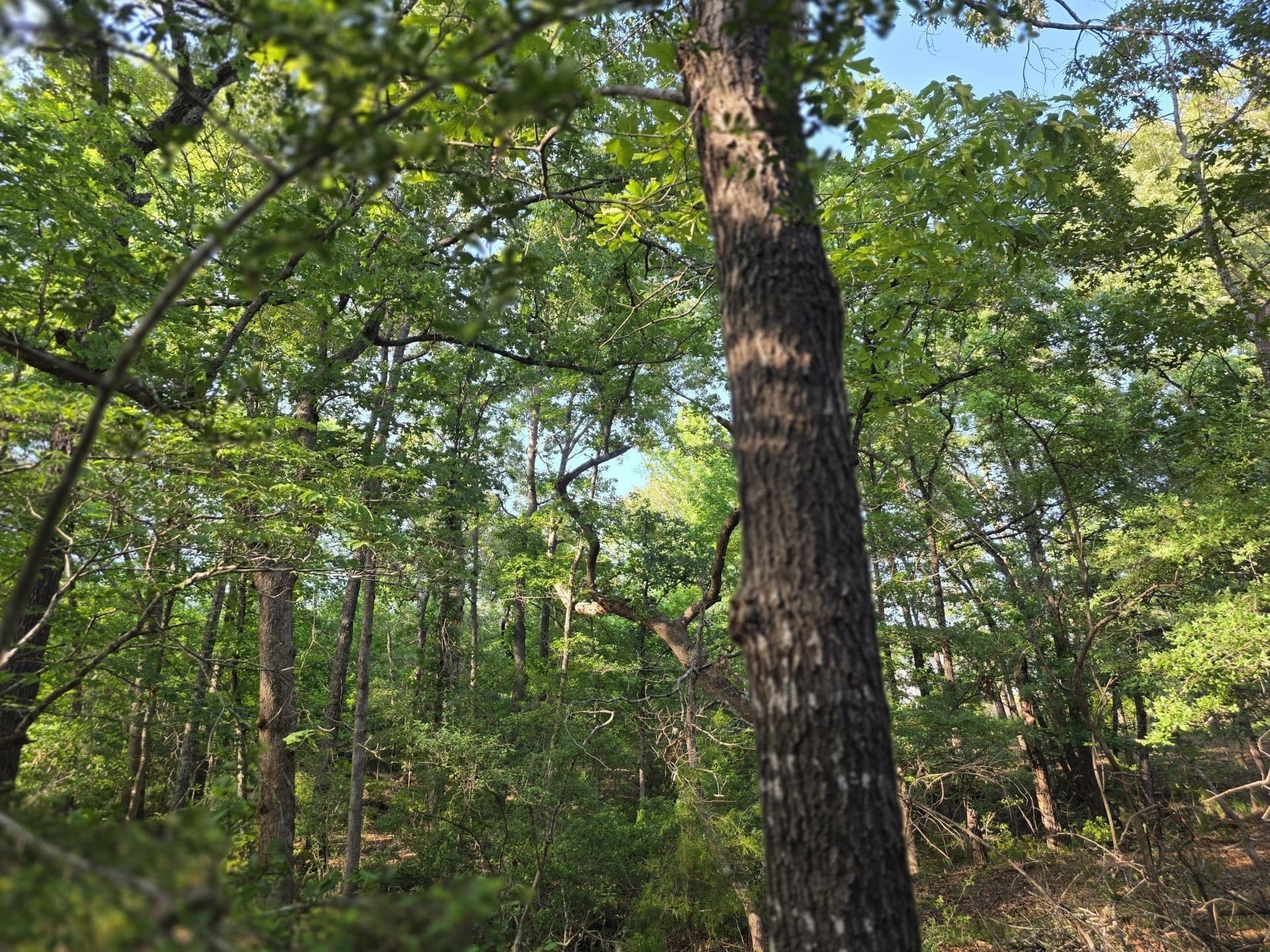2.09 acres in Henderson County gallery image 4