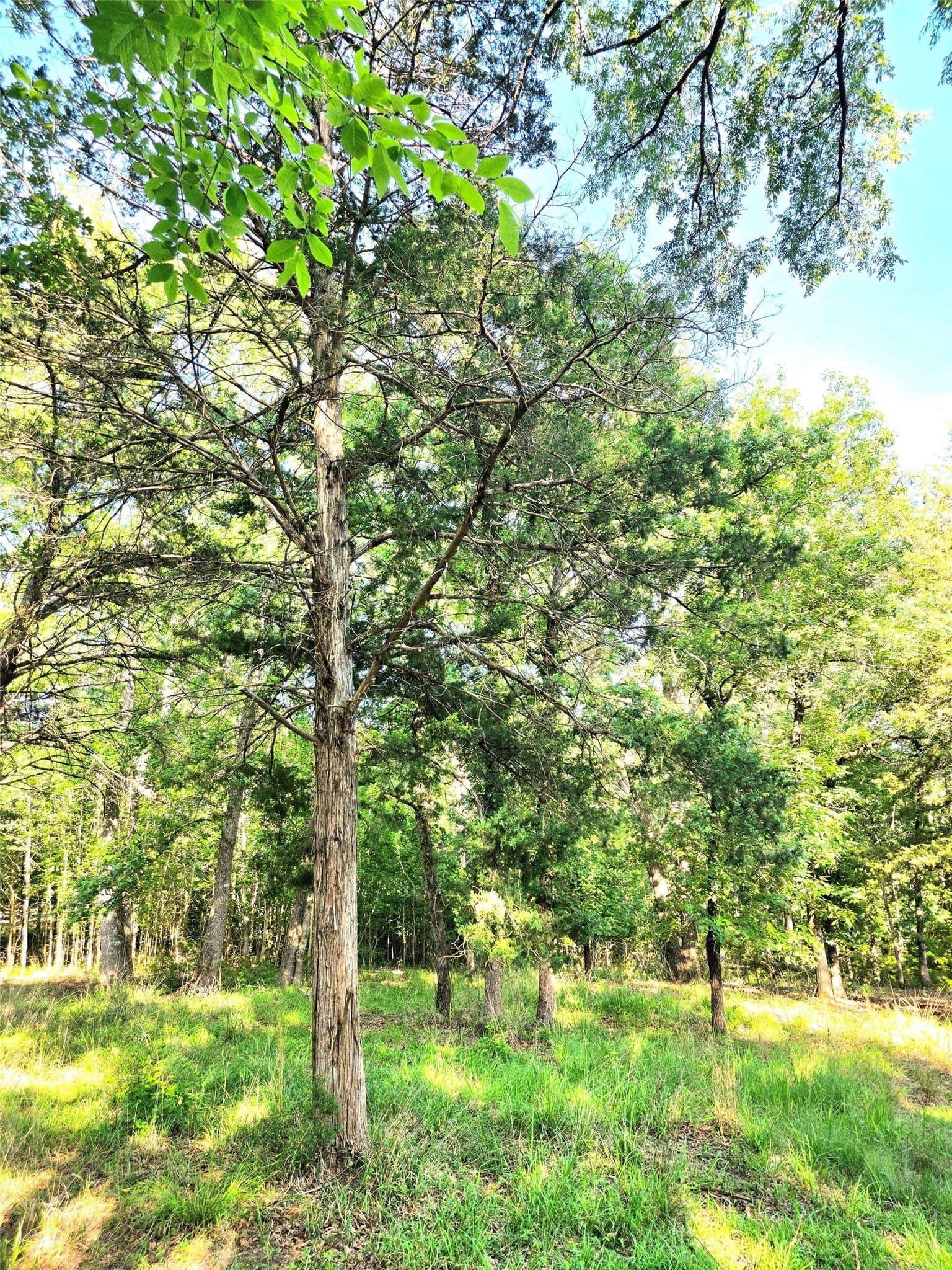2.09 acres in Henderson County - photo 7