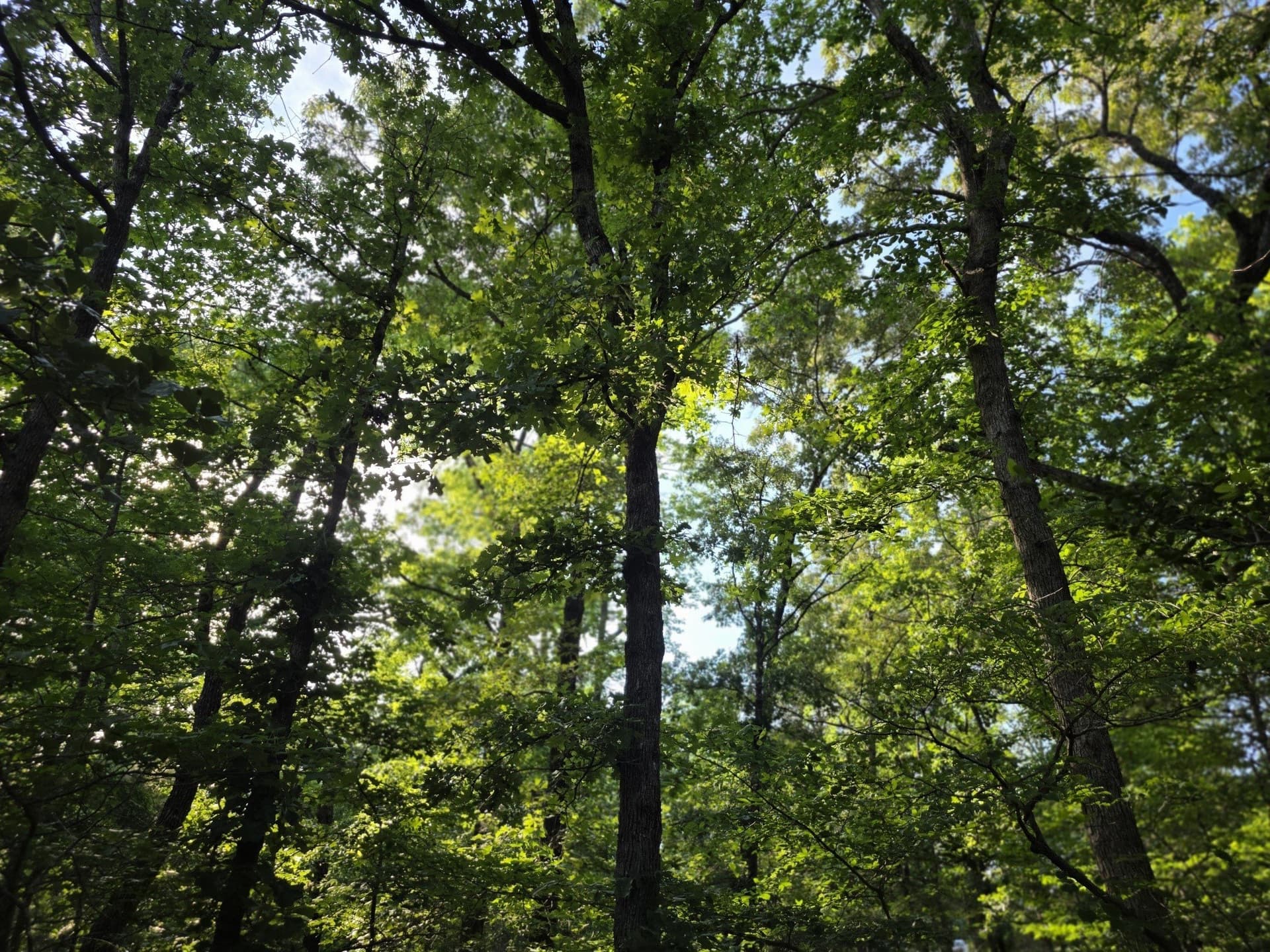 2.09 acres in Henderson County - photo 39