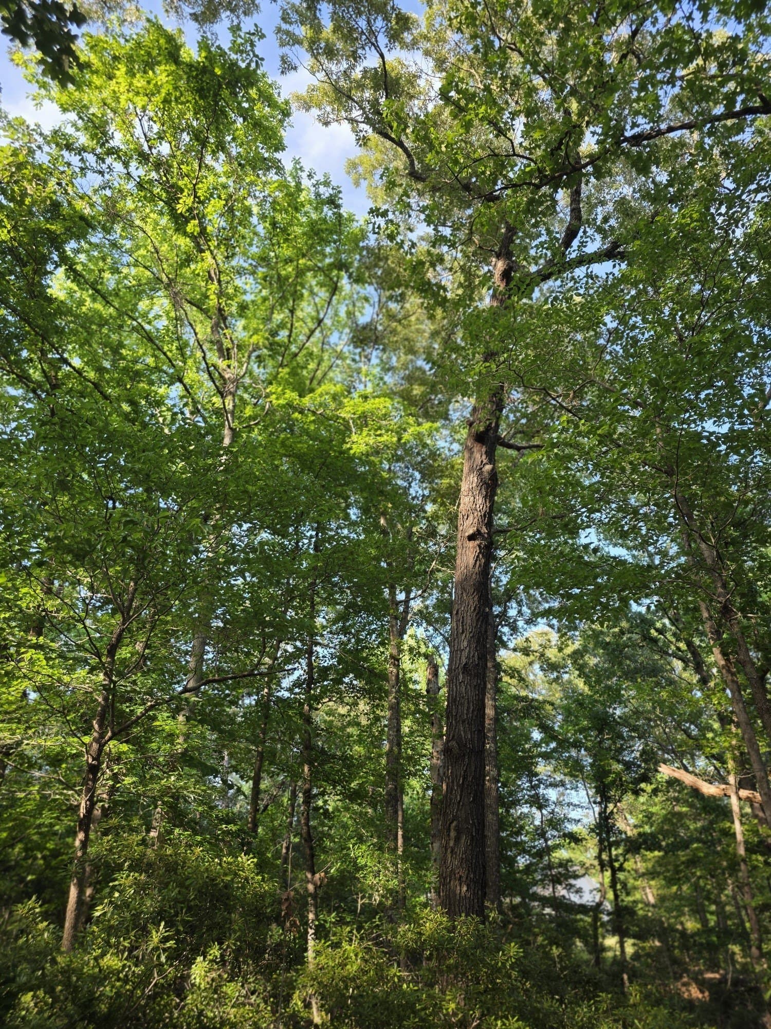 2.09 acres in Henderson County - photo 34