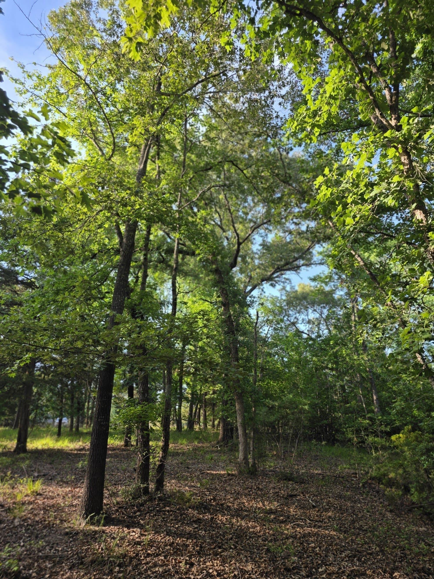2.09 acres in Henderson County - photo 9