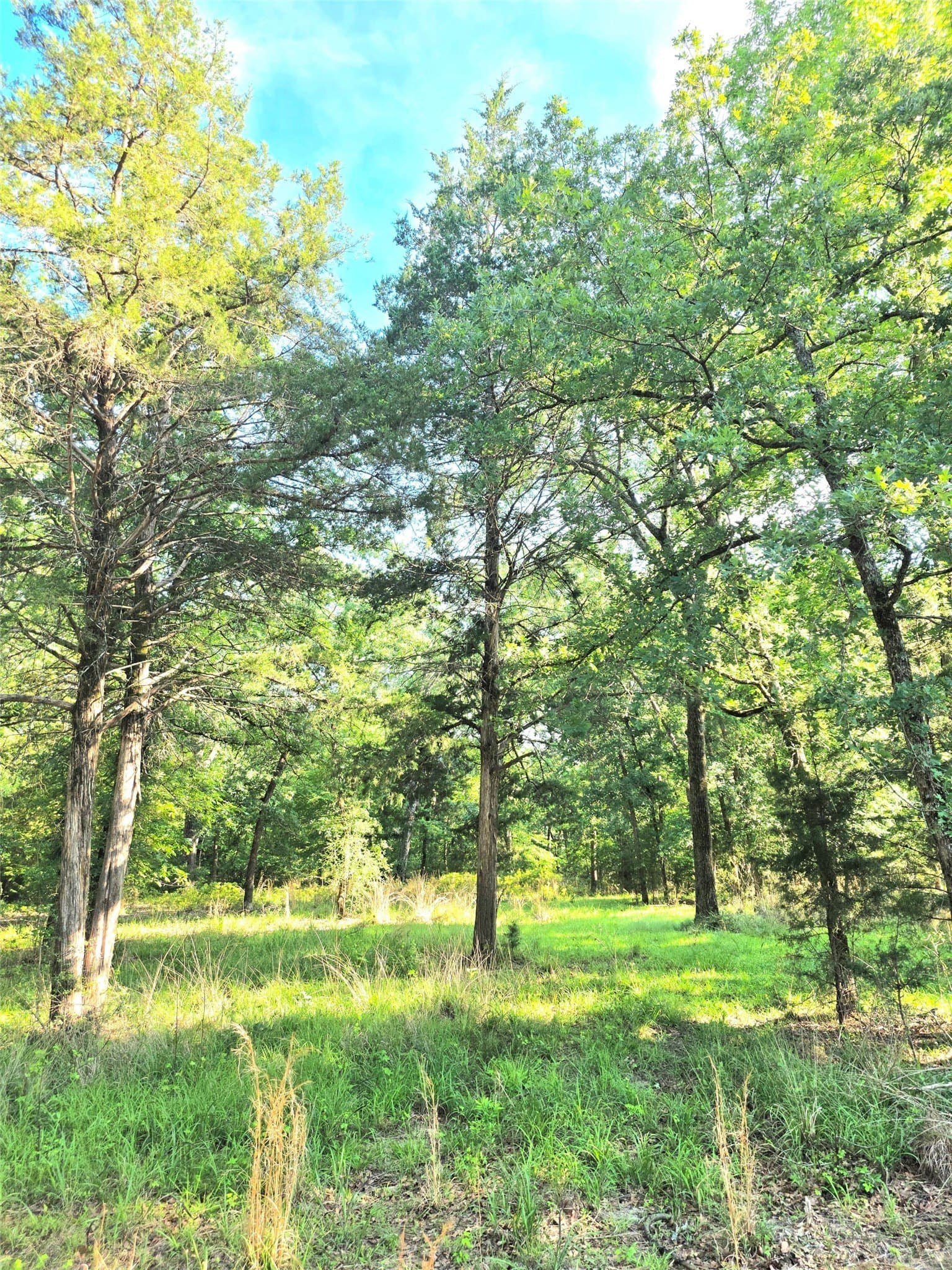 2.09 acres in Henderson County - photo 17