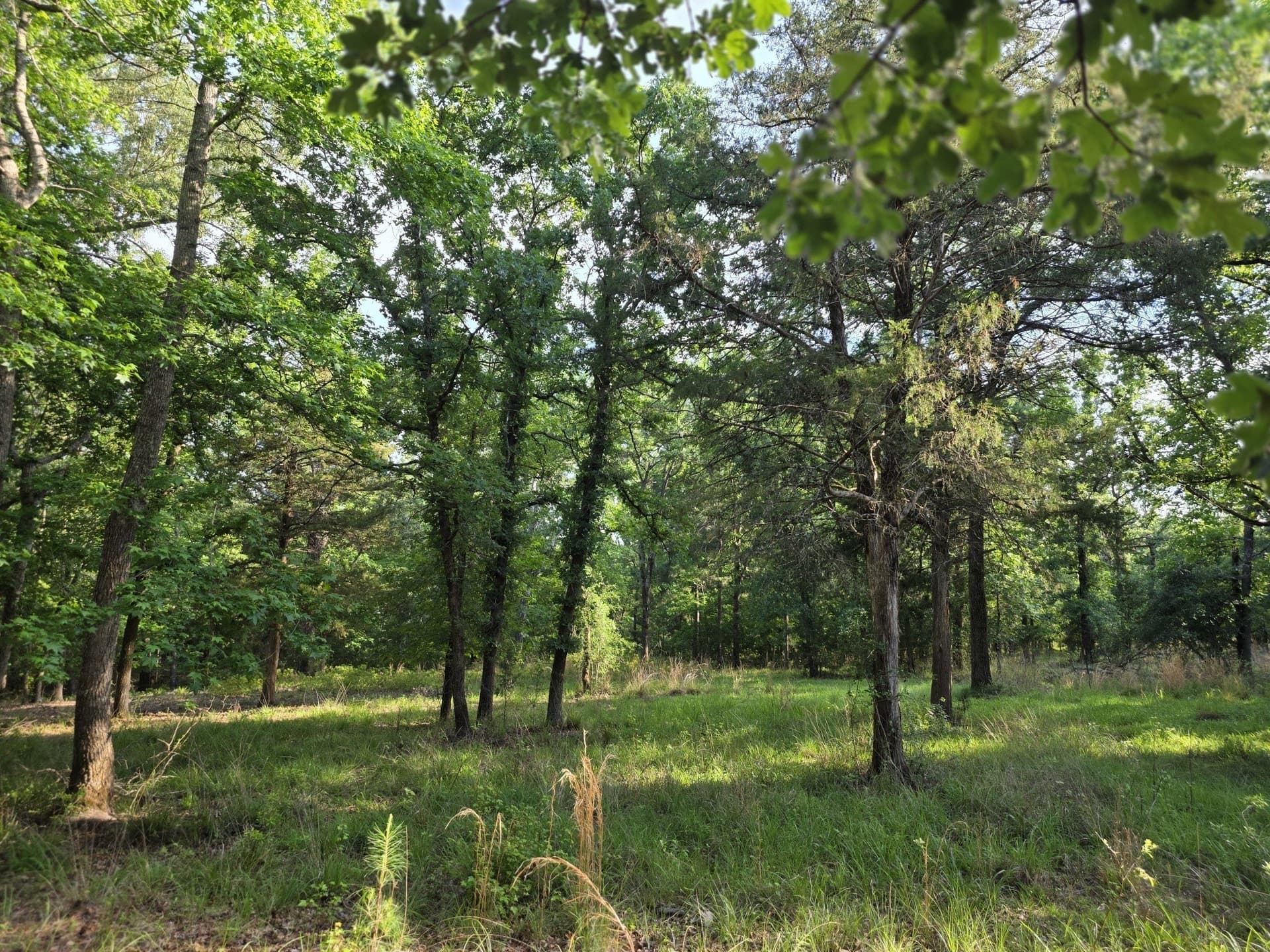 2.09 acres in Henderson County gallery image 2