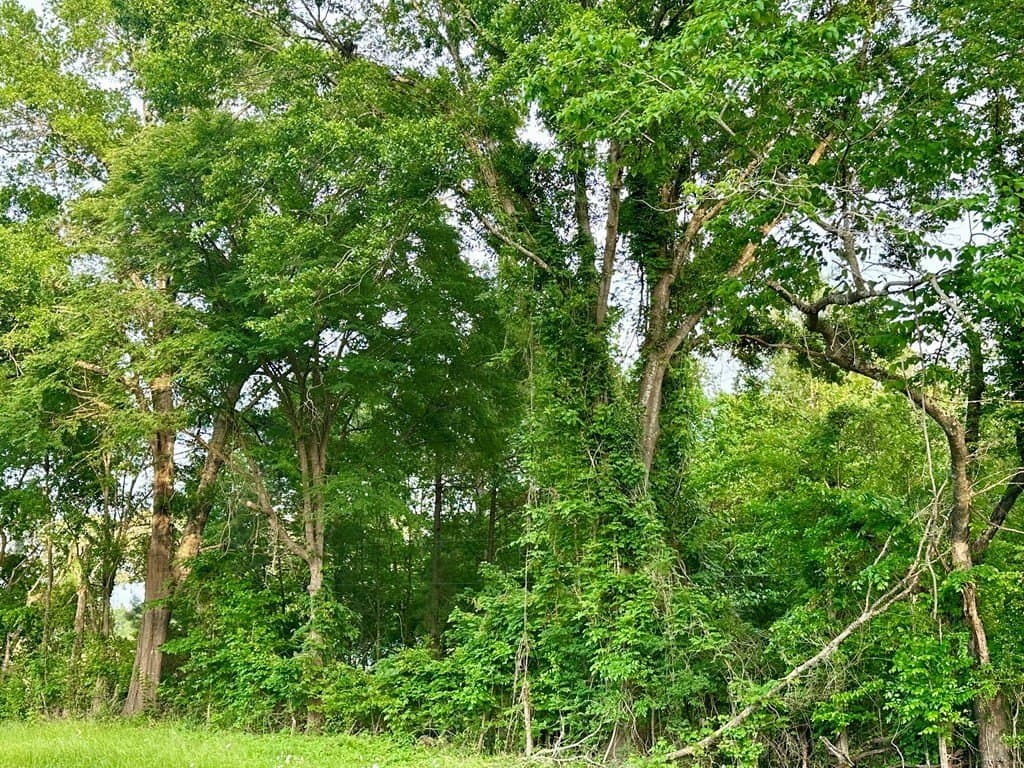 1.47 acres in Texas County gallery image 4