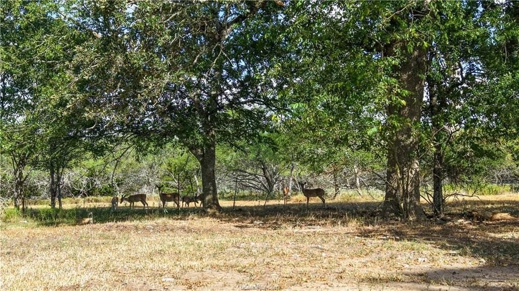 13.62 acres in Brazos County - photo 6