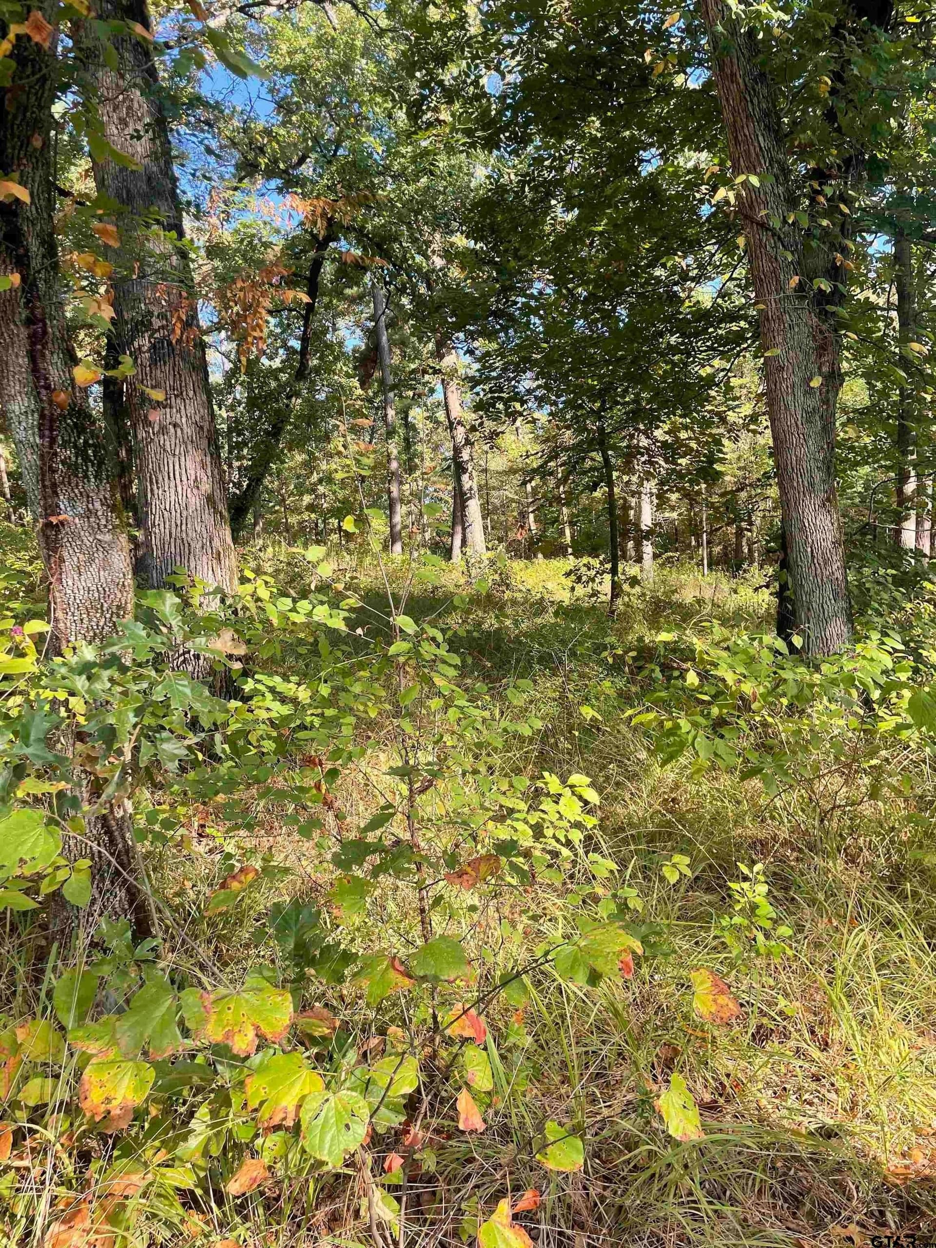 15.8 acres in Smith County - photo 12