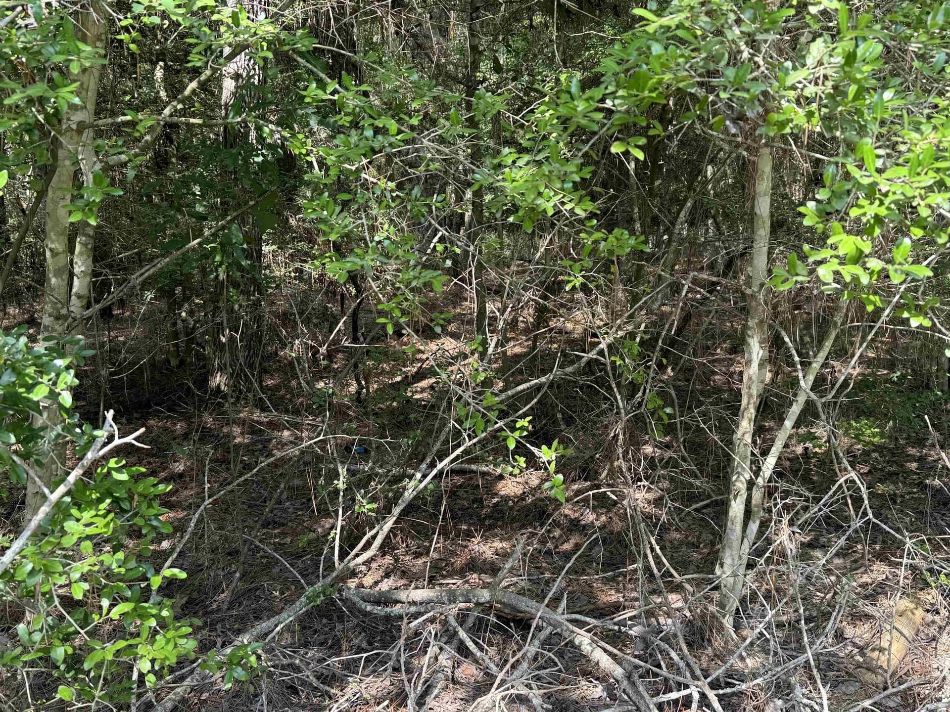 0.25 acres in Texas County - photo 6