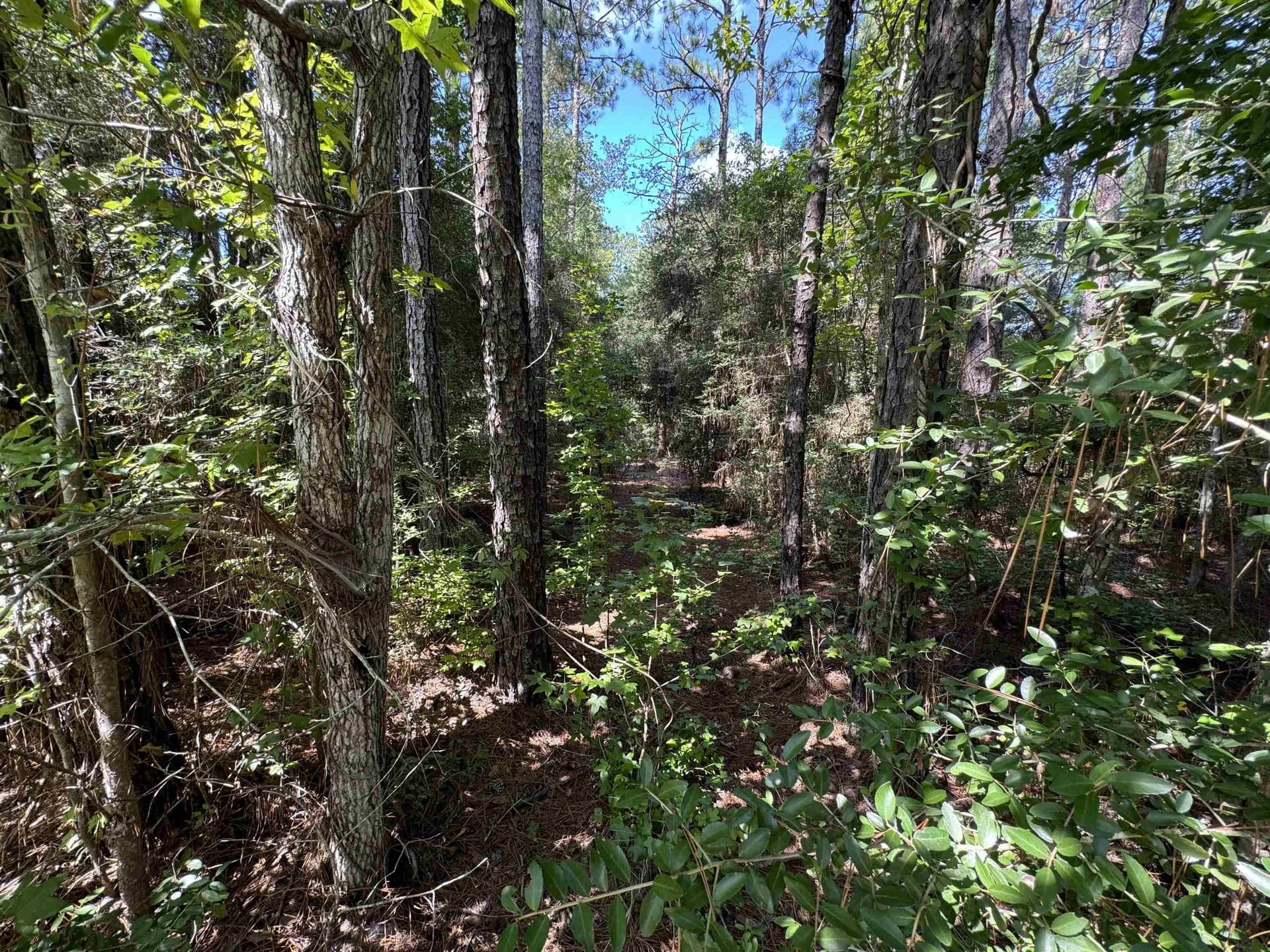 0.25 acres in Texas County gallery image 3