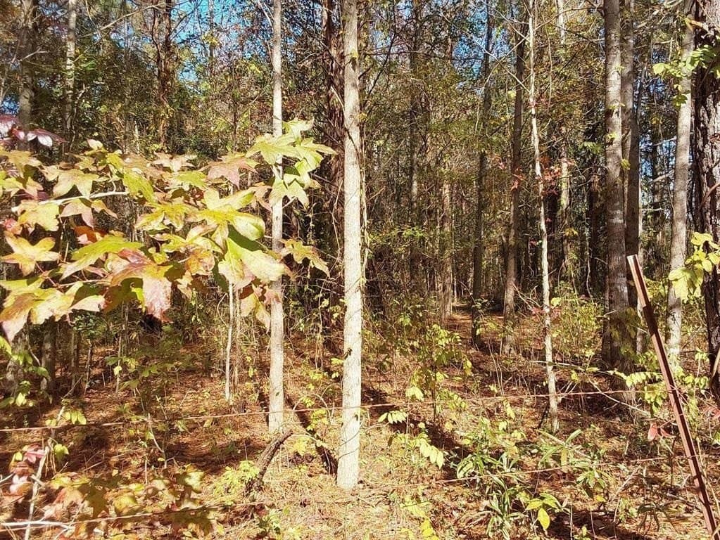 3 acres in Cass County - photo 6