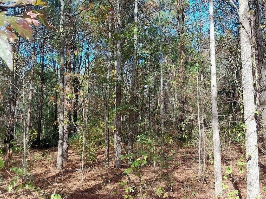 3 acres in Cass County - photo 15