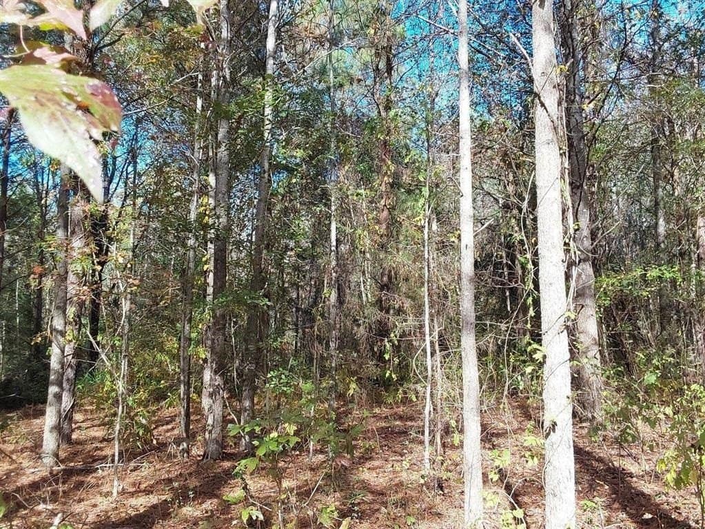 3 acres in Cass County - photo 12