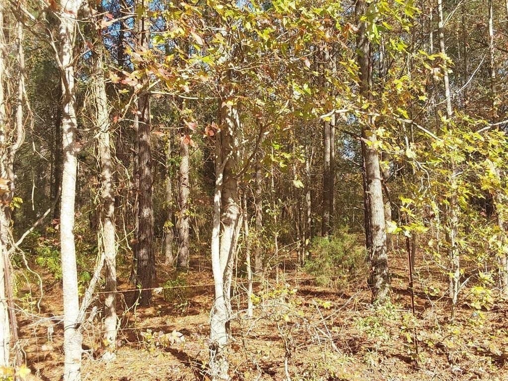 3 acres in Cass County gallery image 4