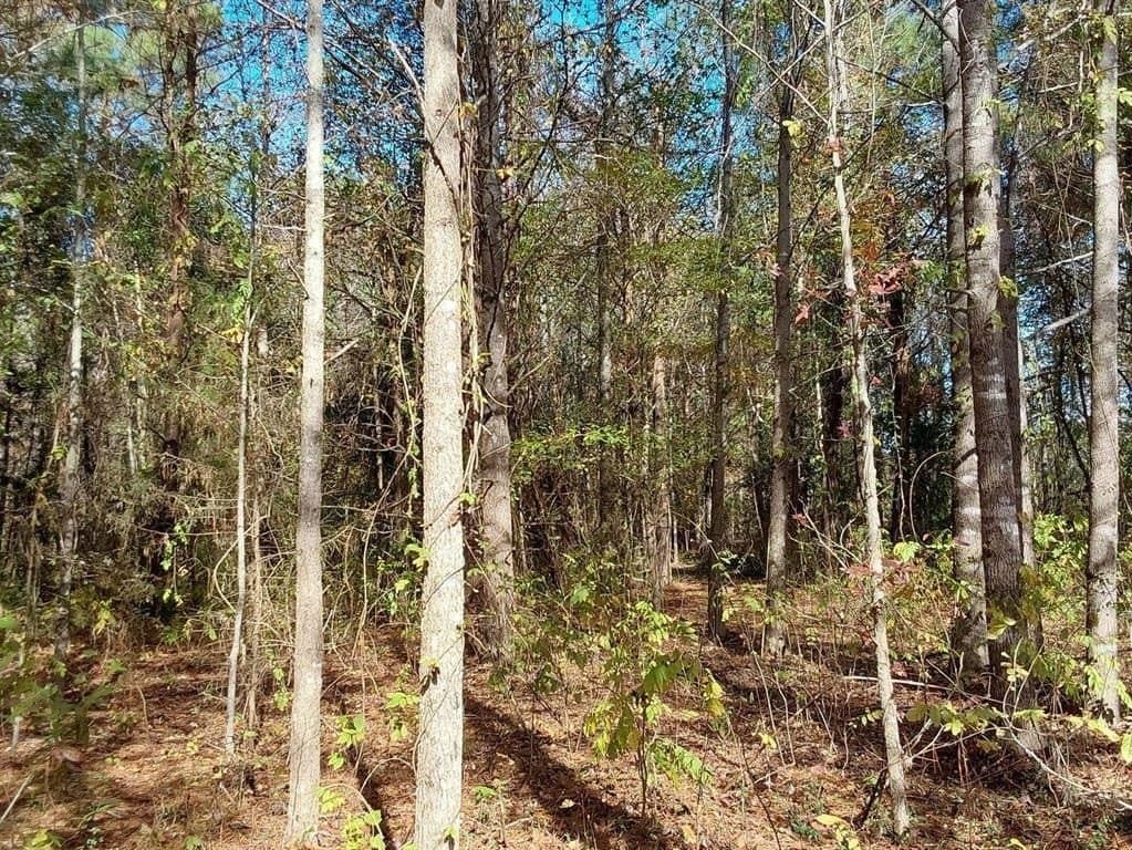 3 acres in Cass County - photo 10