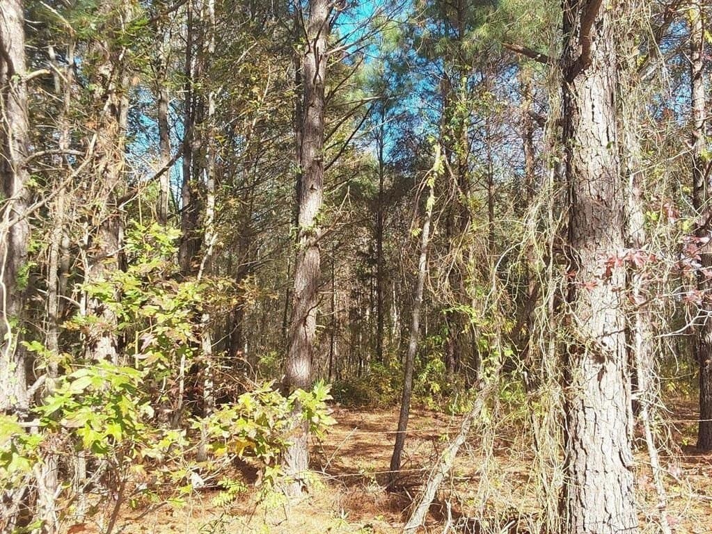 3 acres in Cass County - photo 17
