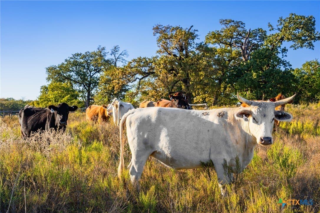 843 acres in Hill County - photo 15