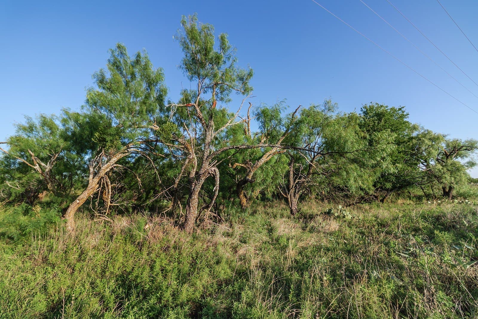 10.28 acres in McCulloch County - photo 6