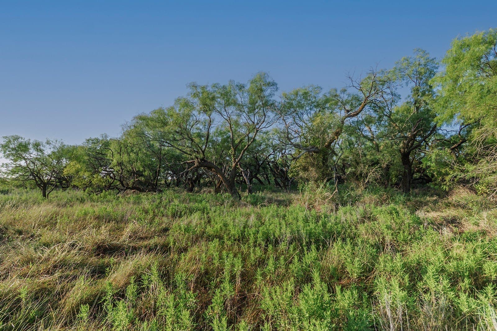 10.28 acres in McCulloch County - photo 5