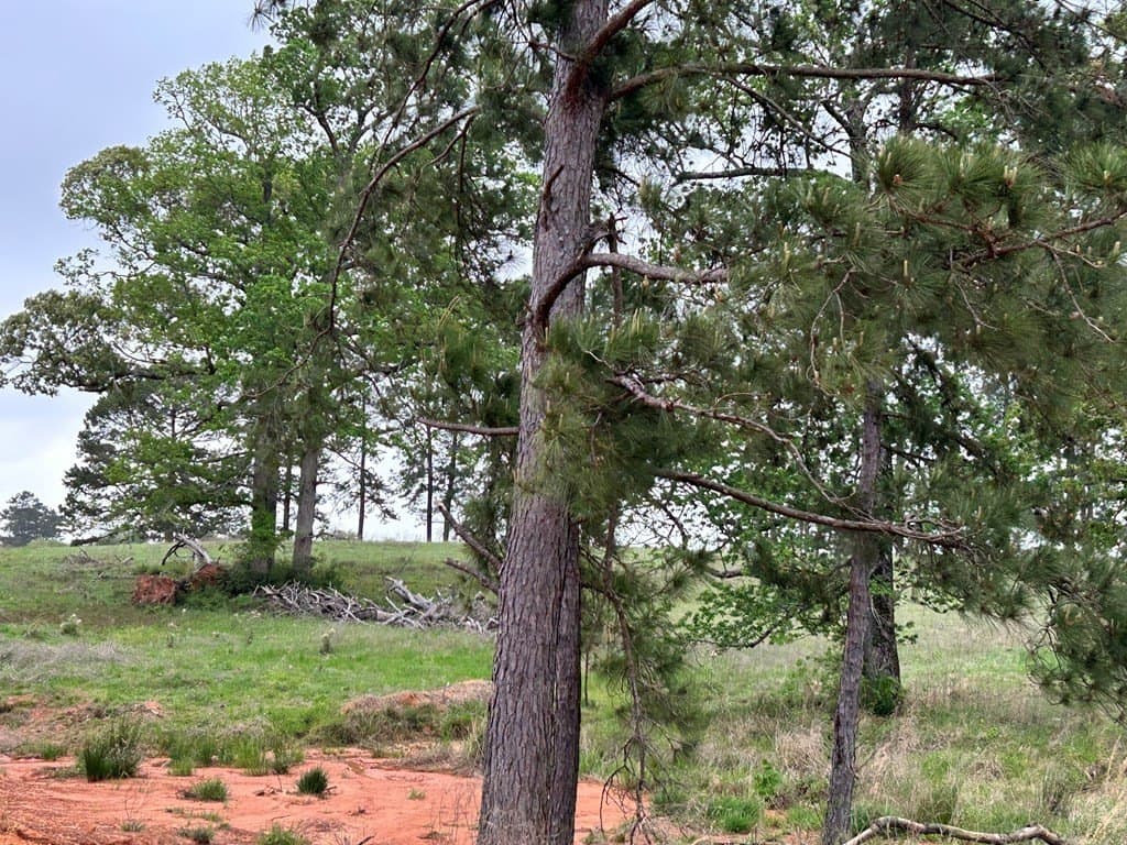 5 acres in Texas County - photo 13