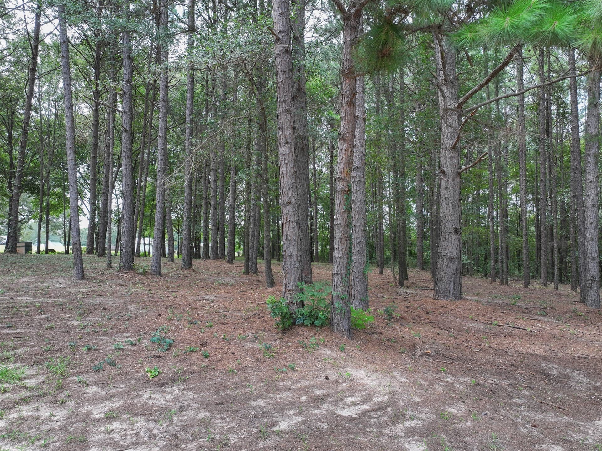8.5 acres in Bowie County - photo 14