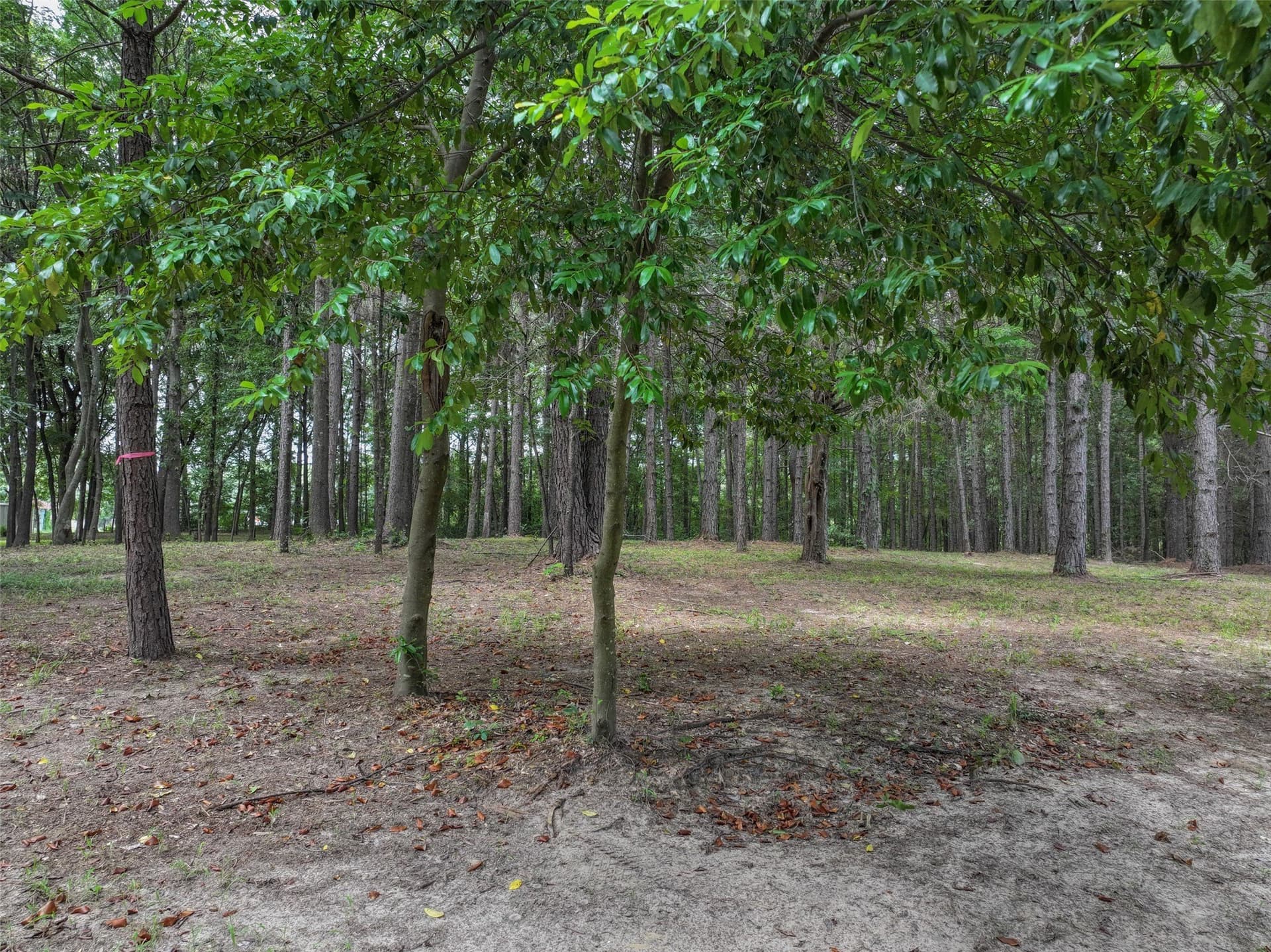 8.5 acres in Bowie County - photo 15