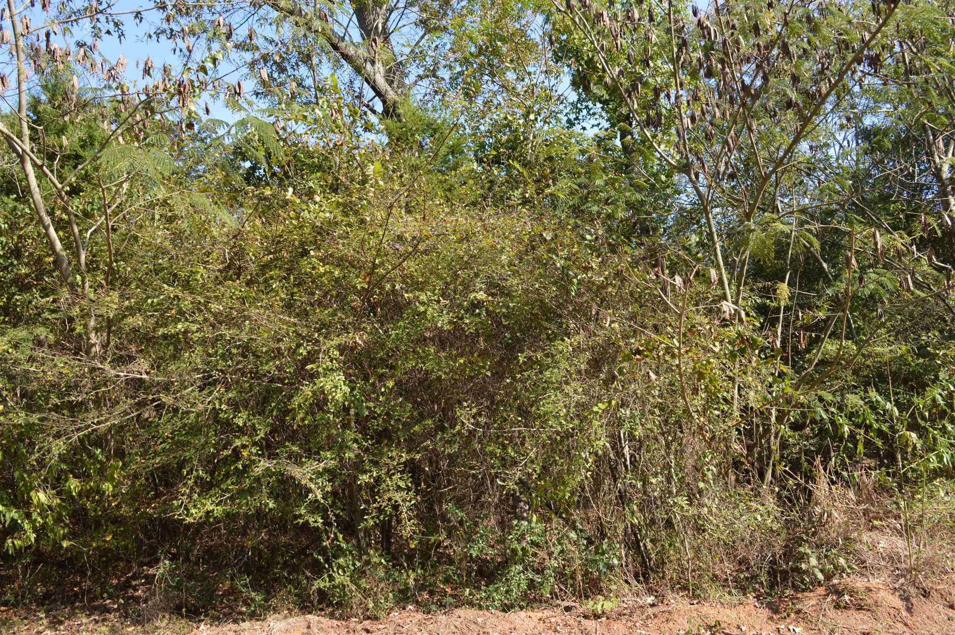 8 acres in Texas County gallery image 3