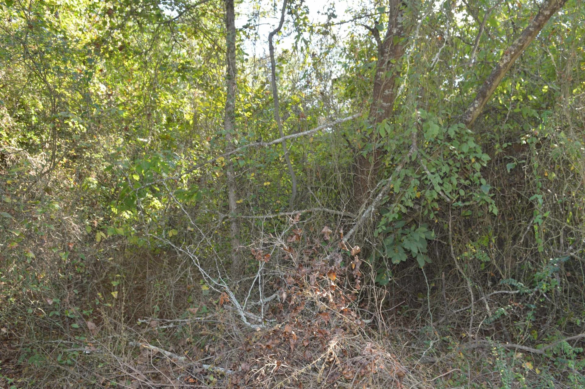 8 acres in Texas County gallery image 2