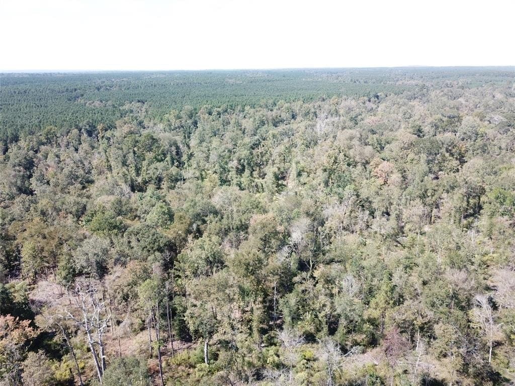 164.92 acres in Angelina County gallery image 3