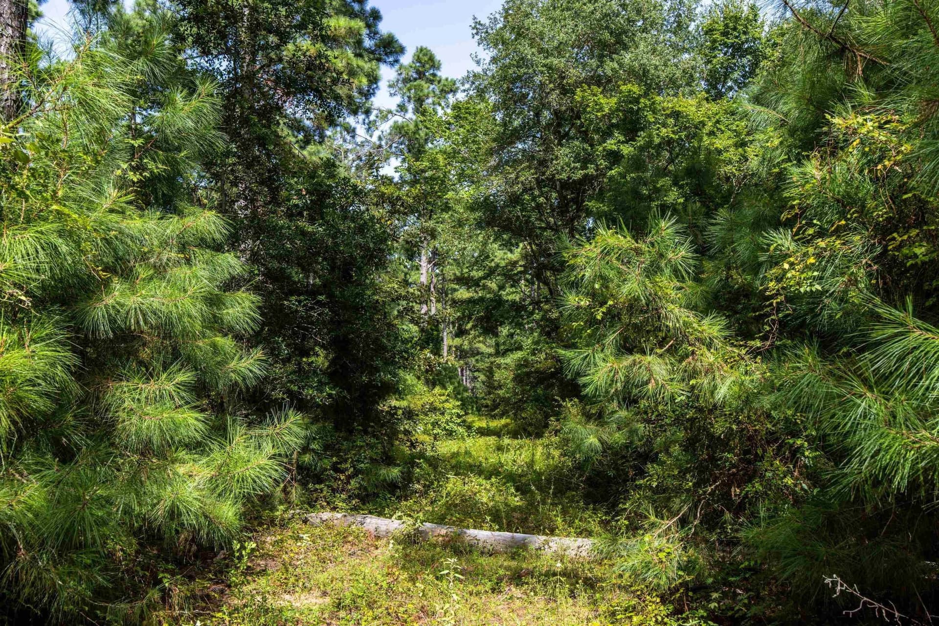 94.5 acres in Henderson County - photo 11