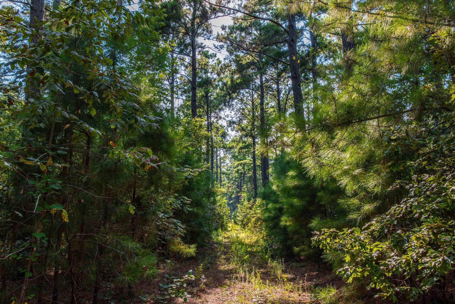 94.5 acres in Henderson County - photo 16