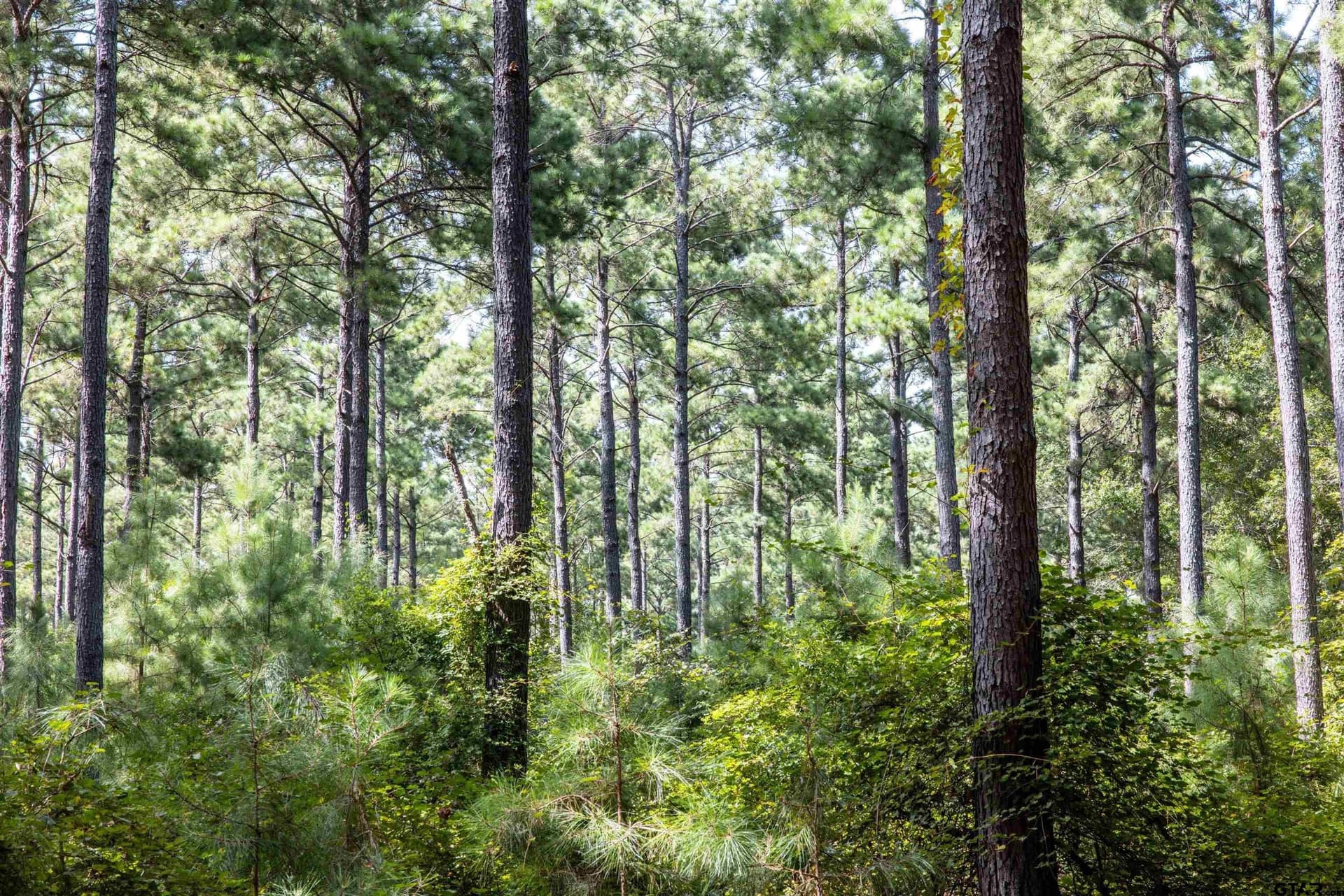 94.5 acres in Henderson County - photo 6